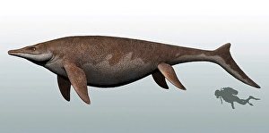 Prehistoric Fish Stampe: Guanlingsaurus to scale with a scuba diver for reference