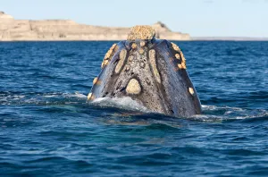 Eubalaena Australis Stampe: Top of the head, seen from behind