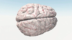 Nervous System Diagrams Stampe: Human Brain