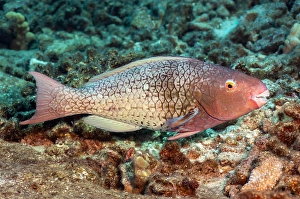 Underwater Animal Images Stampe: The initial phase of an ember parrotfish
