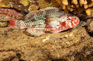 Parrotfish Species Stampe: The initial phase of a redlip parrotfish