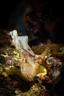 Tropical Underwater Life Stampe: A leaf scorpionfish waves in the current