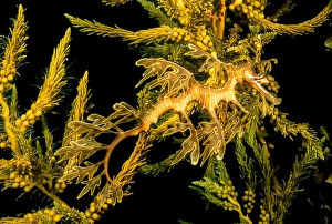 Camouflaged Sea Creatures Stampe: A leafy sea dragon, Phycodurus eques