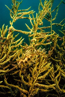 Syngnathidae Family Fish Stampe: A leafy sea dragon, Phycodurus eques