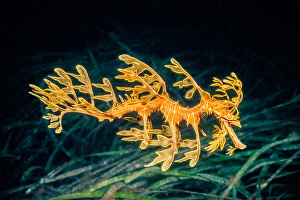 Actinopterygii Fish Stampe: A leafy sea dragon, Phycodurus eques