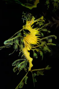 Sea Life Images Stampe: Leafy seadragon (Phycodurus eques)