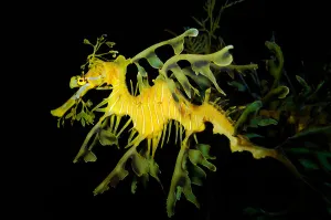 Actinopterygii Fish Stampe: Leafy seadragon (Phycodurus eques)