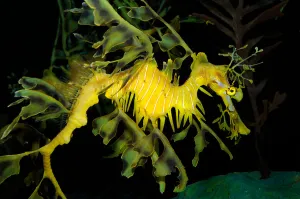 Actinopterygii Fish Stampe: Leafy seadragon (Phycodurus eques)