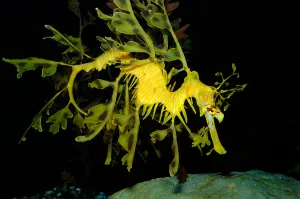 Sea Life Images Stampe: Leafy seadragon (Phycodurus eques)