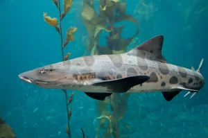 Shark Species Stampe: Leopard shark