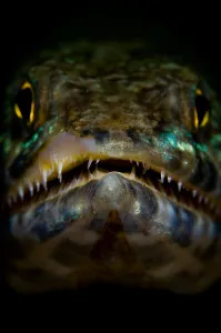 Aquatic Animal Images Stampe: Lizardfish portrait