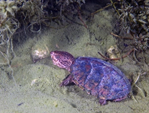 Stampe di Tartaruga muschiata del loggerhead (Sternotherus minor) Immagini datate 2011: Tartaruga musco Testuggine Loggerhead