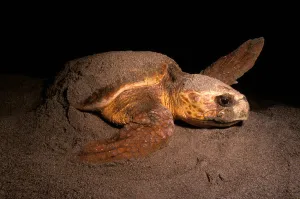 Florida Beach Wildlife Stampe: Loggerhead turtle nesting on the beach, Florida