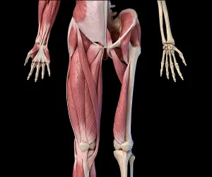 Human Anatomy Stampe: Low section front view of human limbs