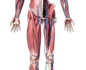Blood Vessel Illustration Stampe: Low section front view of human limbs