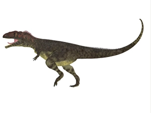 Carnivorous Dinosaur Stampe: Mapusaurus dinosaur, white background