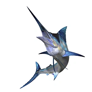 Tropical Fish Stampe: Marlin