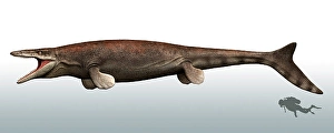Prehistoric Sea Creature Stampe: Mosasaurus with a scuba diver for size reference