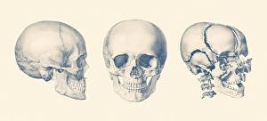 Biomedical Illustrations Of Bones Stampe: A multi view of the human skull