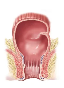 Human Digestive System Illustration Stampe: Detail of normal rectum and anus