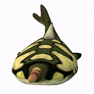 Paleontology Artwork Stampe: Pteraspis fish, front view