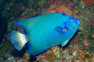 Perciformes Species Stampe: Queen angelfish