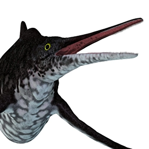 Ichthyology Illustrations Stampe: Shonisaurus ichthyosaur head