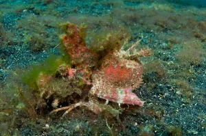 Full Length Fish Photos Stampe: Spiny devilfish, Lembeh Strait