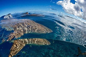 Carcharhinus Melanopterus Stampe: Split image of blacktip reef sharks