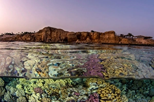Tropical Ocean Ecosystems Stampe: An over under split in the Red Sea