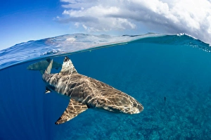 Carcharhinus Melanopterus Stampe: Split view of a blacktip reef shark