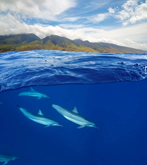 Spinner Dolphins Stampe: A split view of spinner dolphins