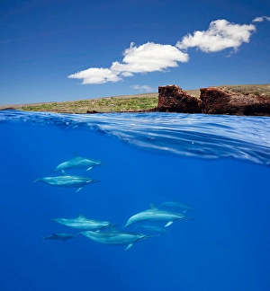 Spinner Dolphins Stampe: A split view of spinner dolphins