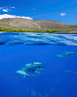 Spinner Dolphins Stampe: A split view of spinner dolphins