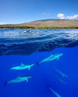 Spinner Dolphins Stampe: A split view of spinner dolphins