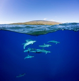 Spinner Dolphins Stampe: A split view of spinner dolphins