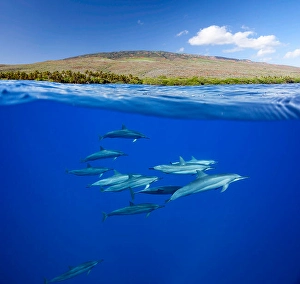 Spinner Dolphins Stampe: A split view of spinner dolphins