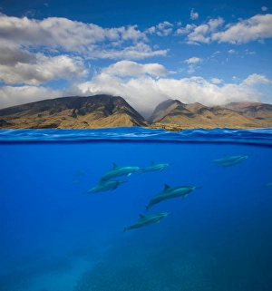 Spinner Dolphins Stampe: A split view of spinner dolphins
