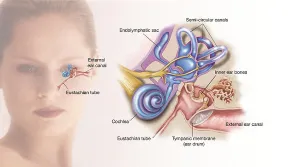 Inner Ear Anatomy Stampe: Structures of the inner ear