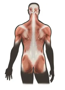 Human Muscular System Stampe: Surface layer of back muscles
