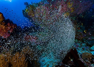 Coral Reef Ecosystem Photos Stampe: Thousands of tiny fish amongst a reef in Halmahera