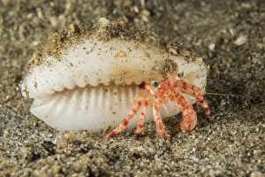 Wildlife Photography In Indonesia Stampe: Tiny red hermit crab with white conch shell