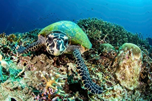 Eretmochelys Imbricata Species Stampe: A turtle gazes at its own reflection in the camera lens