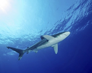 Bahamas Marine Life Stampe: Underside of an oceanic whitetip shark