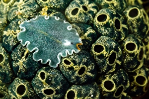 Underwater Sea Life Stampe: Undescribed flatworm on tunicates