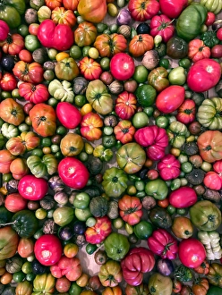 Colorful Vegetable Arrangement Stampe: Various types of heirloom tomatoes