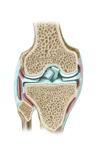 Knee Anatomy Stampe: Front view of knee section to show interior structures