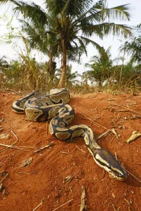 Stampe di Pitone reale (Python regius) Togo. Condizioni controllate Pitone Palla Stampe: Pitone reale (Python regius) Togo. Condizioni controllate.