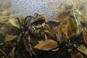 Common Toad Stampe: Common toad (Bufo bufo) in a pond, with toad spawn and frogspawn, Coldharbour, Surrey