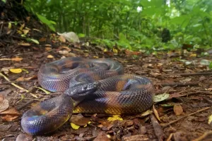 Stampe di Bismarck Serpente pipistrello di Bismarck (Bothrochilus boa), Penisola Willaumez, Nuova Britannia, Papua Nuova Guinea, dicembre Pitone Anellato Di Bismarck Stampe: Bismarck Pitone a testa di serpente (Bothrochilus boa)